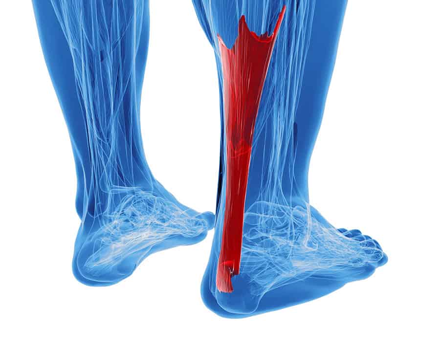 3d rendering of human achilles tendon