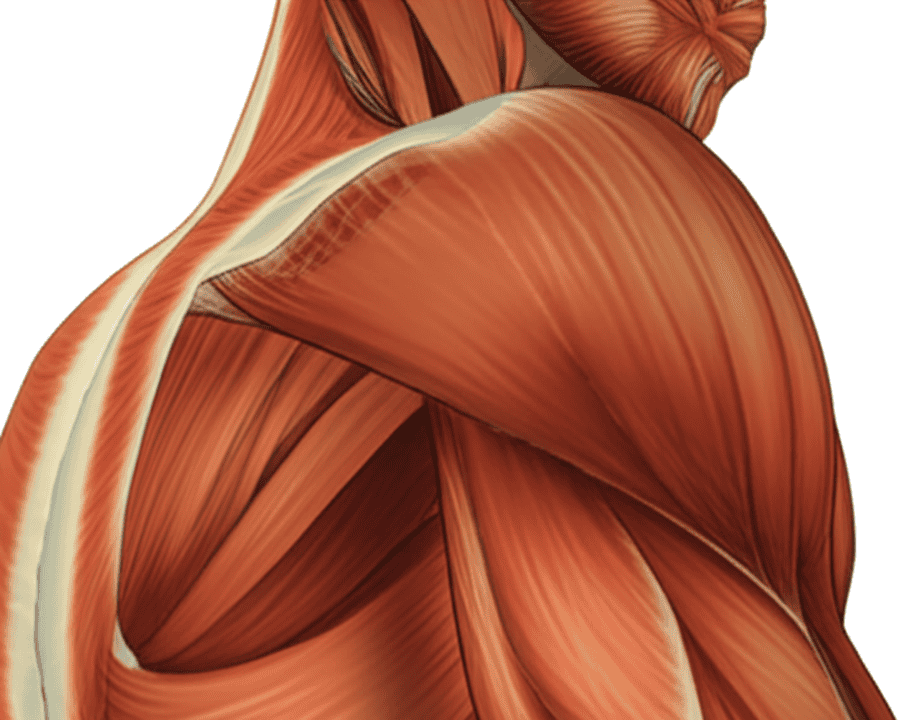 shoulder rotator cuff anatomical diagram