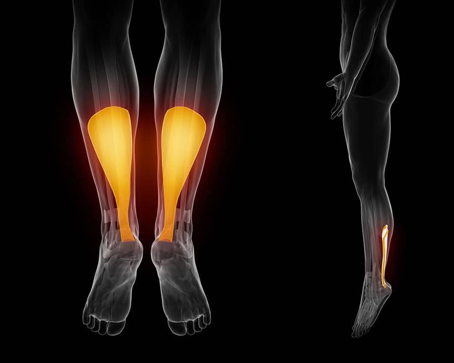 achilles- anatomy muscle isolated