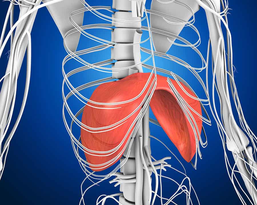 anatomical image of human diaphragm, inside the rib-cage