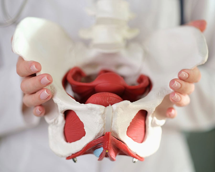 Female gynecologist showing model of female pelvis with muscles close-up